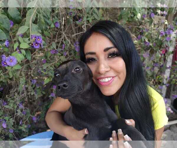 Medium Photo #1 Mutt Puppy For Sale in San Diego, CA, USA