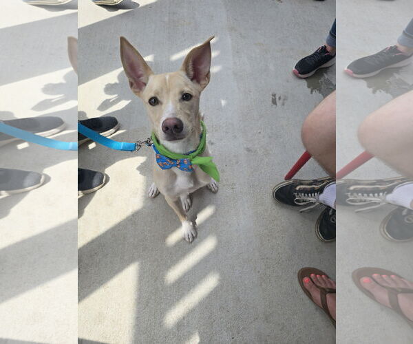 Medium Photo #7 Mutt Puppy For Sale in Rosenberg, TX, USA