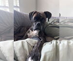 Small #1 Boxer