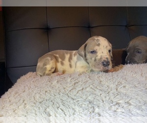 Great Dane Puppy for sale in BREMEN, MN, USA