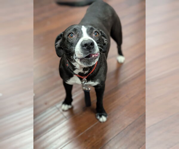 Medium Photo #5 American Staffordshire Terrier-Unknown Mix Puppy For Sale in Holly Springs, NC, USA