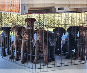 Sheprador Puppy for sale in MOSES LAKE, WA, USA