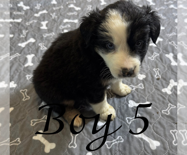 Medium Photo #53 Miniature Australian Shepherd Puppy For Sale in SALISBURY, NC, USA