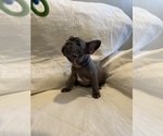 Small #1 French Bulldog
