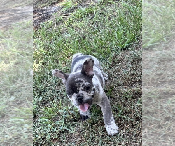 Medium Photo #1 French Bulldog Puppy For Sale in MICANOPY, FL, USA