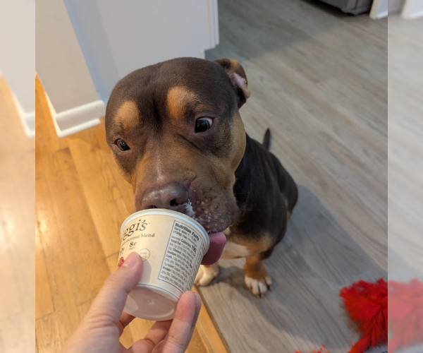 Medium Photo #4 American Bulldog-Bullmastiff Mix Puppy For Sale in Decatur, GA, USA