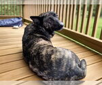 Small #6 Dutch Shepherd  Mix