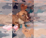 Small #8 Bullboxer Pit