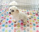 Small #10 Maltese