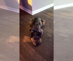 Small #4 Catahoula Leopard Dog Mix