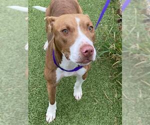 American Pit Bull Terrier Dogs for adoption in Fayetteville, NC, USA