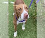 Small American Pit Bull Terrier