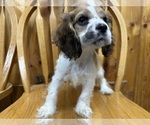 Small #1 Cocker Spaniel