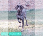Small Photo #2 German Shorthaired Pointer Puppy For Sale in QUITMAN, TX, USA