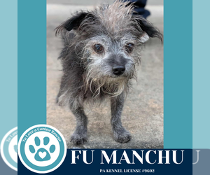 Mutt Dogs for adoption in Kimberton, PA, USA