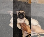 Small Photo #5 French Bulldog Puppy For Sale in LAKELAND, FL, USA