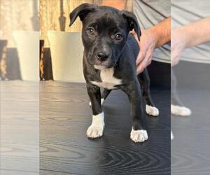 Staffordshire Bull Terrier-Unknown Mix Dogs for adoption in Santa Cruz, CA, USA