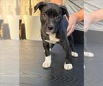 Small Staffordshire Bull Terrier Mix