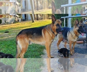 Father of the German Shepherd Dog puppies born on 07/23/2023