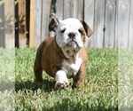 Small Photo #21 Bulldog Puppy For Sale in JACKSONVILLE, FL, USA