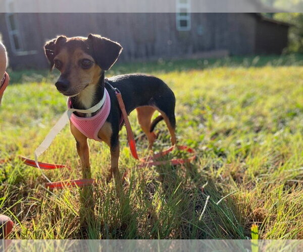 Medium Photo #3 Chihuahua-Unknown Mix Puppy For Sale in Candler, NC, USA