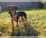 Small #2 Chihuahua Mix