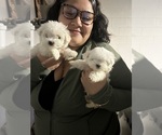 Small #4 Maltese