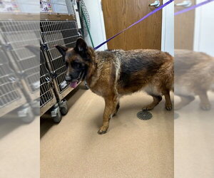 German Shepherd Dog Dogs for adoption in Norco, CA, USA