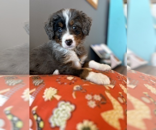 Medium Photo #3 Bernedoodle (Miniature) Puppy For Sale in LAWRENCE, MI, USA
