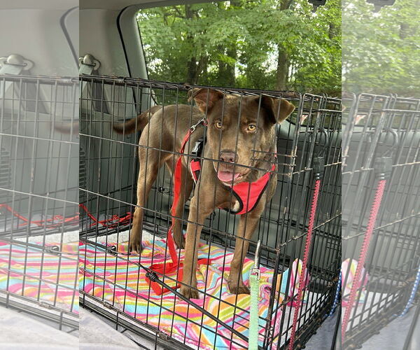 Medium Photo #7 Chocolate Labrador retriever-Unknown Mix Puppy For Sale in Mount Laurel, NJ, USA