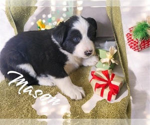 Australian Shepherd Puppy for sale in NOVI, MI, USA