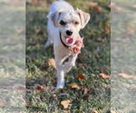 Small Maltipoo (Miniature)