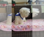 Small Photo #22 Maltese Puppy For Sale in RALEIGH, NC, USA
