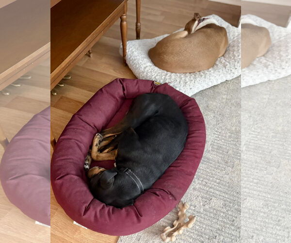 Medium Photo #9 Mutt Puppy For Sale in Mount Laurel, NJ, USA