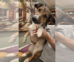 Small #1 Pembroke Welsh Corgi Mix