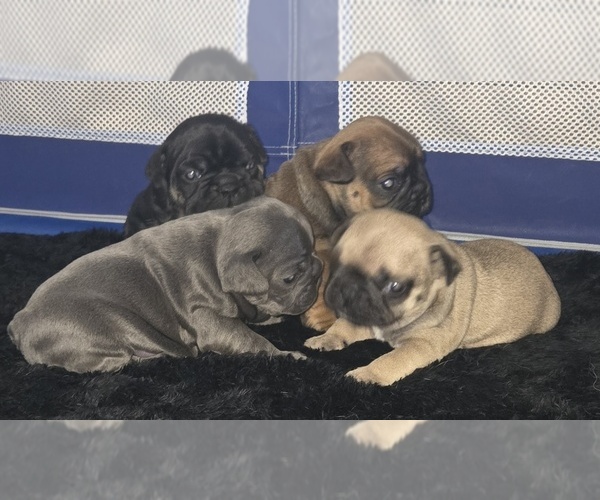 Medium Photo #1 French Bulldog Puppy For Sale in OSHKOSH, WI, USA
