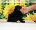 Melina - Female Poodle (Toy) Puppy for Sale - Photo #30