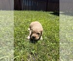 Small #9 Golden Retriever