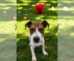 Small #25 Basenji-Rat Terrier Mix
