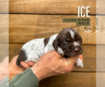 Puppy Ice German Shorthaired Pointer