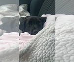 Small #1 Mutt