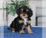 Small #2 Cavapoo