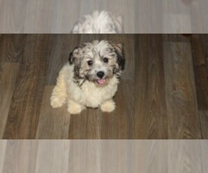 Havanese Puppy for sale in THAYER, KS, USA