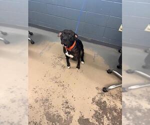 American Bulldog-Unknown Mix Dogs for adoption in Tallahassee, FL, USA