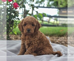 Labradoodle-Poodle (Miniature) Mix Puppy for sale in GORDONVILLE, PA, USA