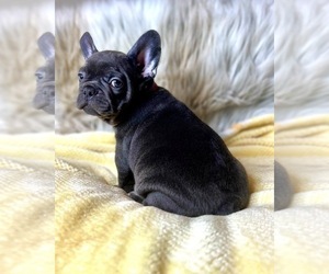 French Bulldog Puppy for sale in OJAI, CA, USA