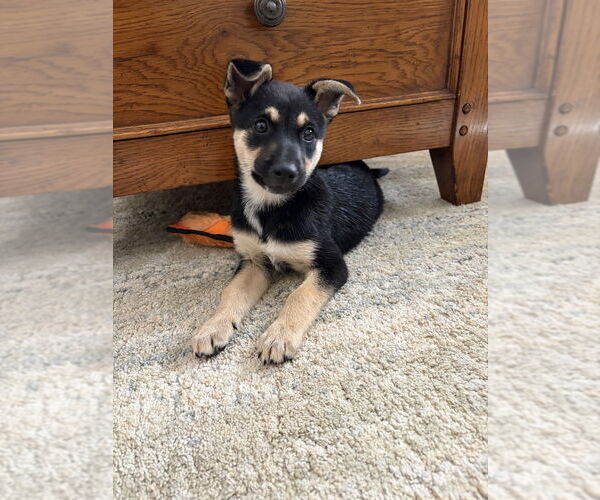 Medium Photo #5 German Shepherd Dog-Unknown Mix Puppy For Sale in Brewster, NY, USA