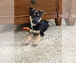 Small #4 German Shepherd Dog Mix