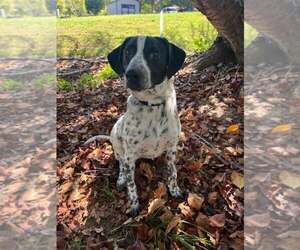 Axel - Male Mutt Dog for Adoption - Photo #4