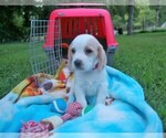 Small Photo #3 Beagle Puppy For Sale in STOKESDALE, NC, USA